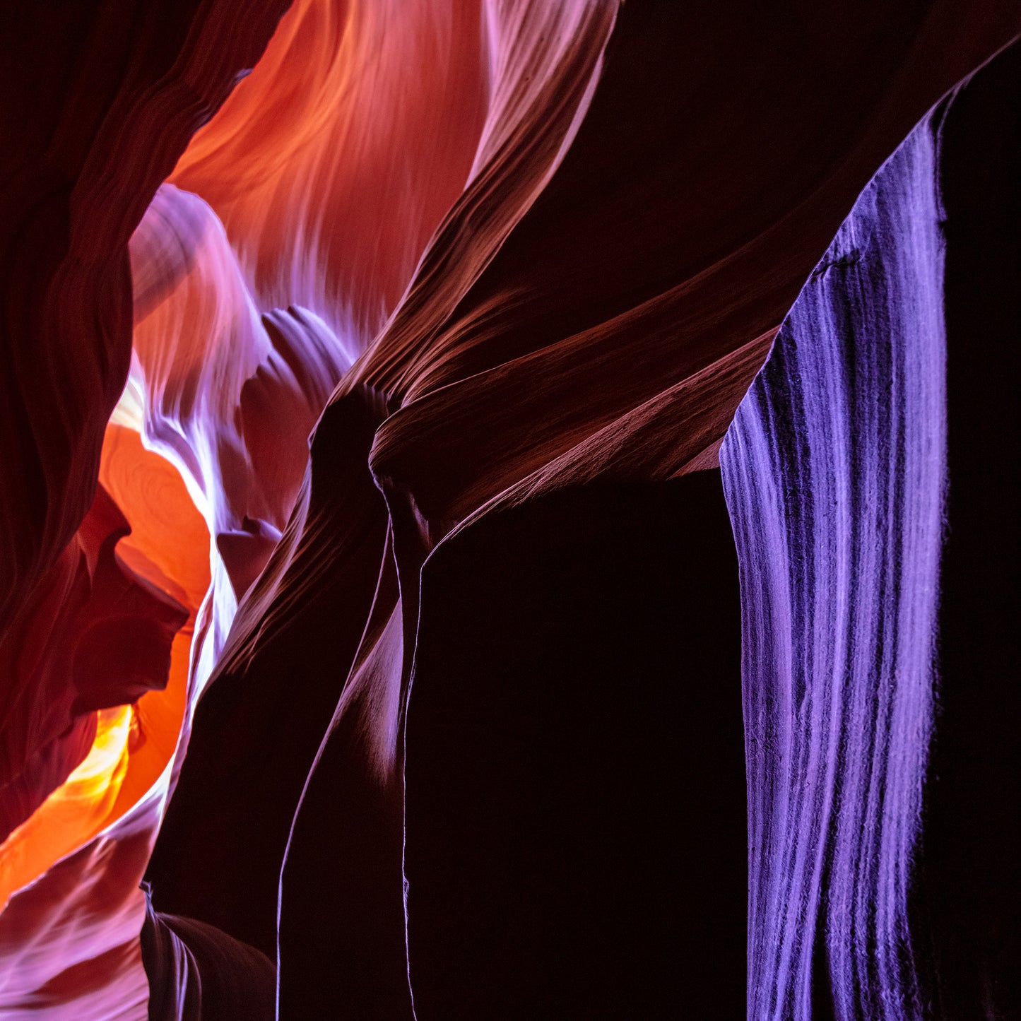 Antelope