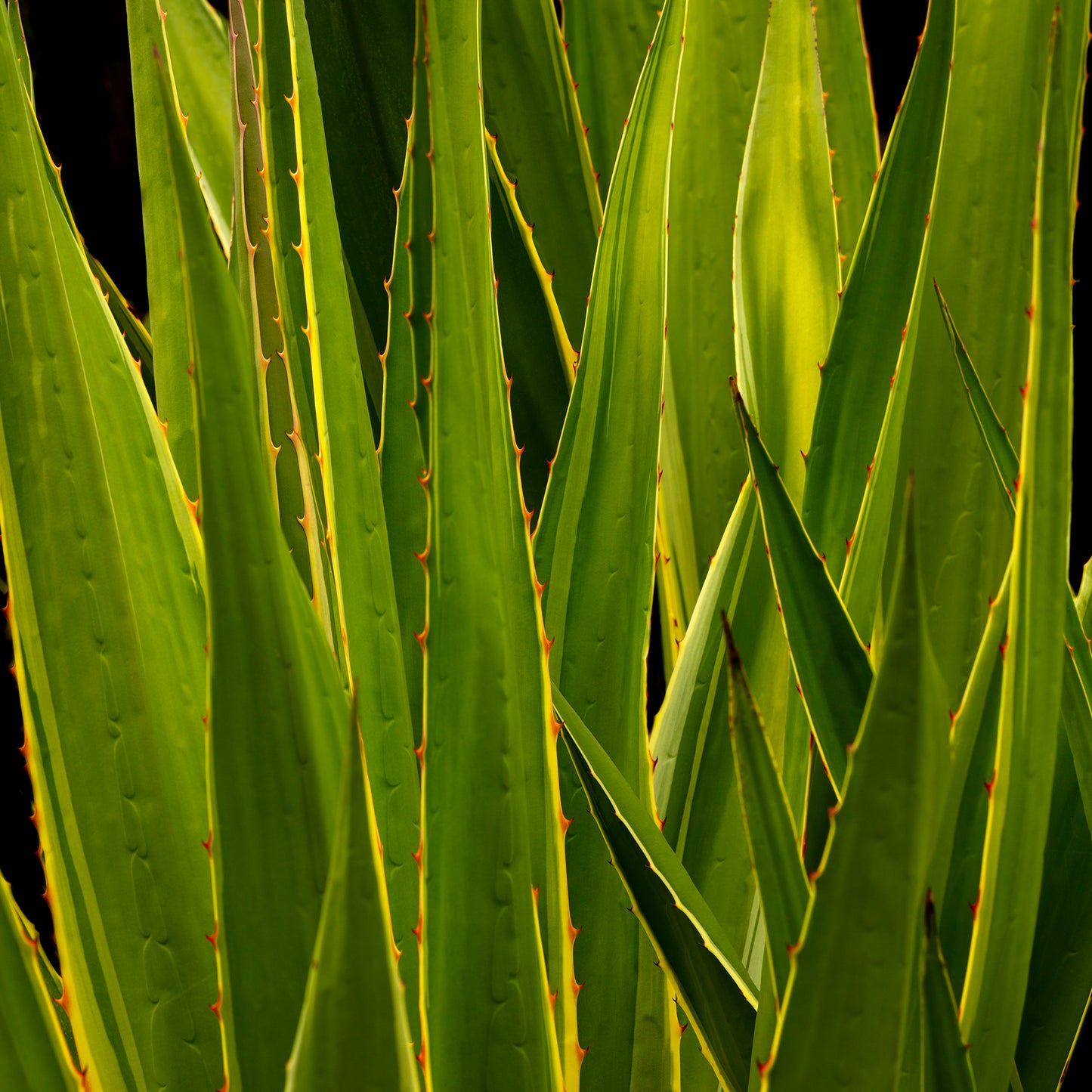 Aloe Elegance